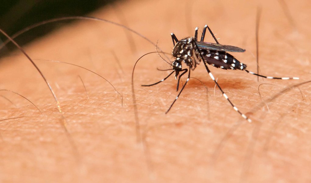 Mosquito sucking blood on a human hand