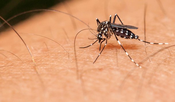 Mosquito sucking blood on a human hand