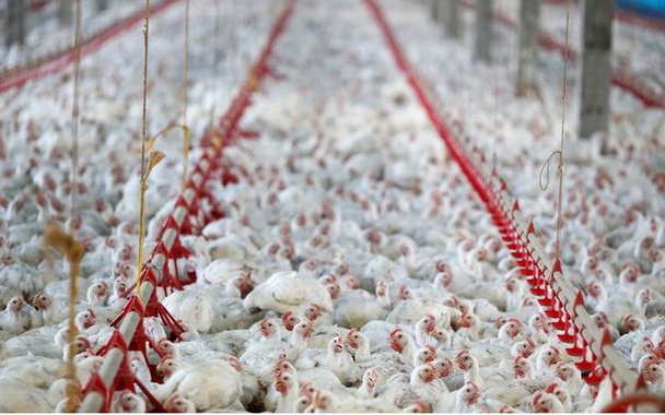 Galinhas em abatedouro de aves na cidade de Lapa, no Paraná 31/05/2016 REUTERS/Rodolfo Buhrer