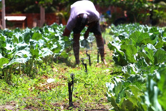 Agricultores Familiares estão recebendo auxílio técnico para potencializar produção. Foto: Gilson Teixeira/Secap