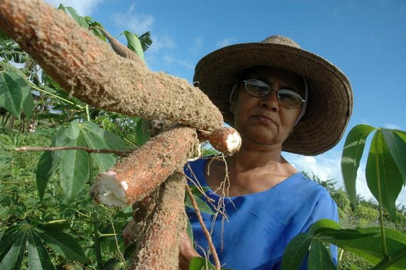 Mulher agricultora, agricultura