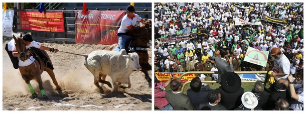 competição vaquejada nordeste 