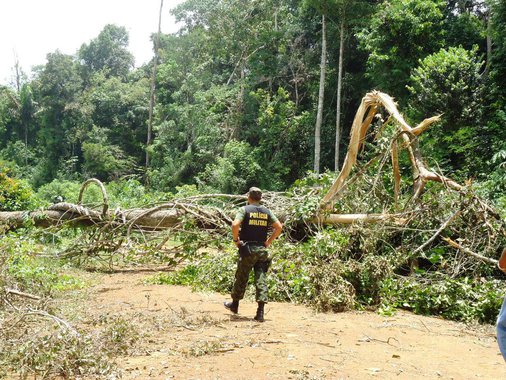 Flona Pará foresta Amazônia