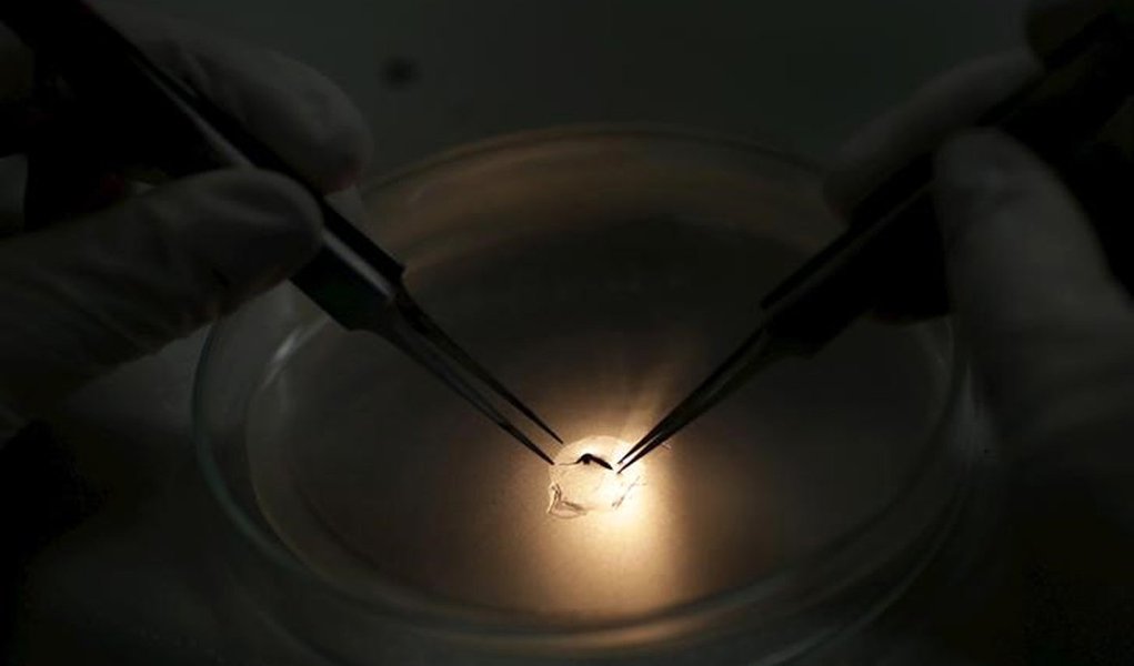 Ténico da Fiocruz inspeciona mosquito Aedes aegyti em Recife. 27/01/2016. REUTERS/Ueslei Marcelino