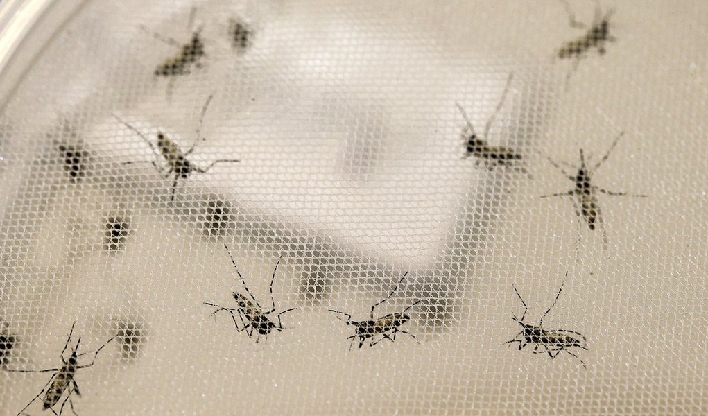 reg. 004-15 ICB IV Cientistas do Instituto Pasteur de Dakar, Senegal estão no Brasil para ajudar pesquisadores brasileiros a combater Zika Vírus. Mosquitos Aedes aegypti no laboratório de Espectrometria de Massa. 08/01/2016 Foto Marcos Santos