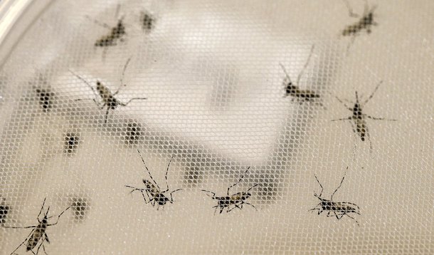 reg. 004-15 ICB IV Cientistas do Instituto Pasteur de Dakar, Senegal estão no Brasil para ajudar pesquisadores brasileiros a combater Zika Vírus. Mosquitos Aedes aegypti no laboratório de Espectrometria de Massa. 08/01/2016 Foto Marcos Santos