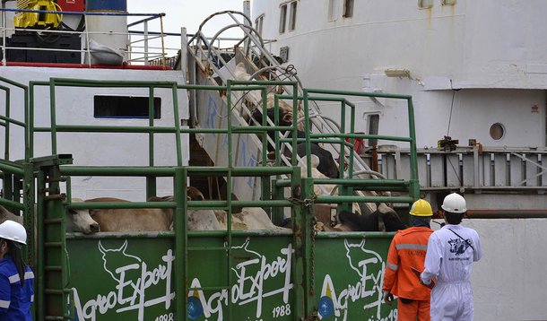 Embarque da carga de bois vivos ocorreu na manhã desta quinta-feira com destino ao Líbano. Foto: Karlos Geromy/Secap