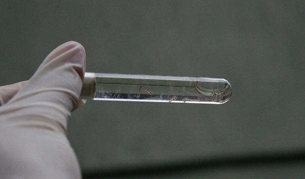 Porto Alegre, RS - 27/03/2015 Visitas de agentes de saúde para evitar proliferação do mosquito da dengue Foto: Betina Carcuchinski/PMPA