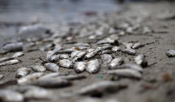 Peixes mortos na BaÃ­a de Guanabara, no Rio de Janeiro. 13 de janeiro de 2016. REUTERS/Ricardo Moraes