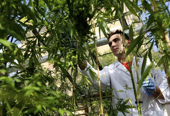 Em Rovigo, na Itália, cientista do exército trabalha em cultivo de cannabis para uso medicinal