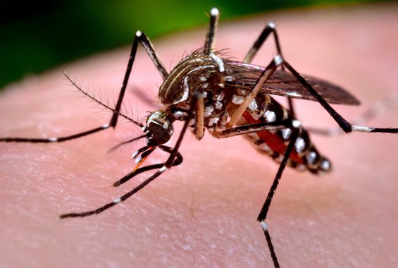 aedes aegypti dengue zika