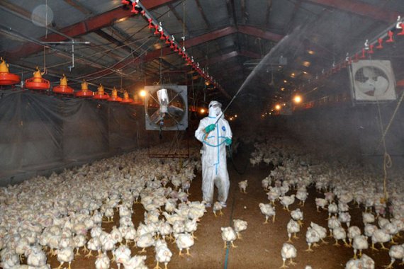 This handout picture taken and released by the Miyazaki prefecture government on December 29, 2014 shows health officers disinfecting a poultry farm in Miyazaki, on Japan's southern island of Kyushu. Japan on December 29 ordered the slaughter of some 42,0