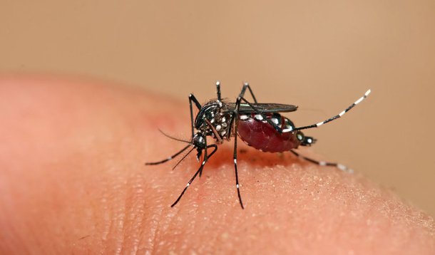 dengue