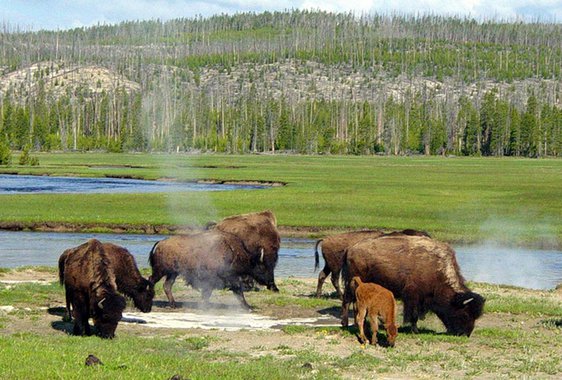 Rebanhos de búfalos habitam o território do Parque Yellowstone, dividindo as terras com alces, veados, lobos e variada fauna 
