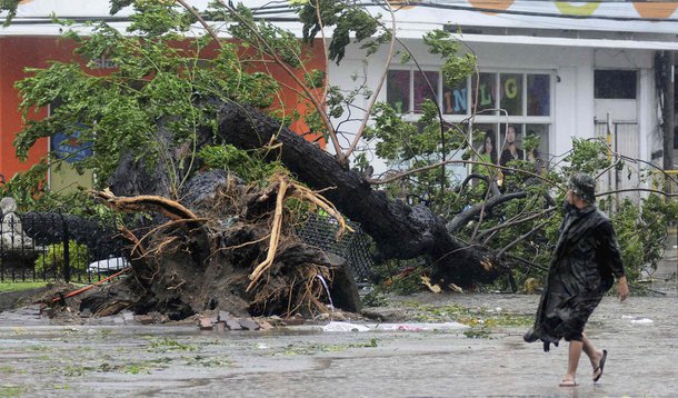 A man walks past a tree uprooted by strong winds brought by super Typhoon Haiyan that hit Cebu city, central Philippines November 8, 2013. Typhoon Haiyan, the strongest typhoon in the world this year and possibly the most powerful ever to hit land battere