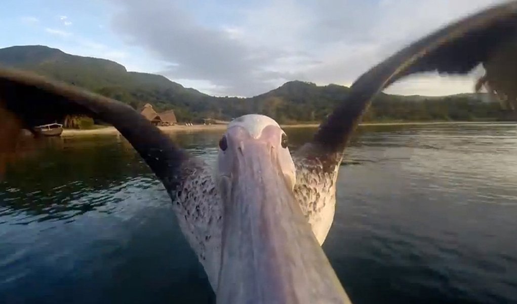 A peli-cam captures the flight of a bird on Tanzania's Lake Tanganyika