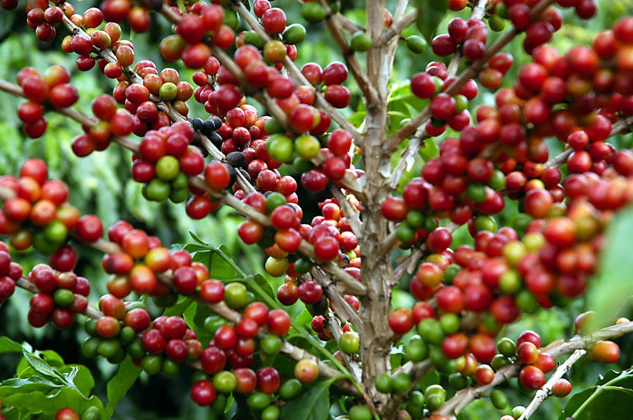 MG registra as primeiras colheitas de café arábica