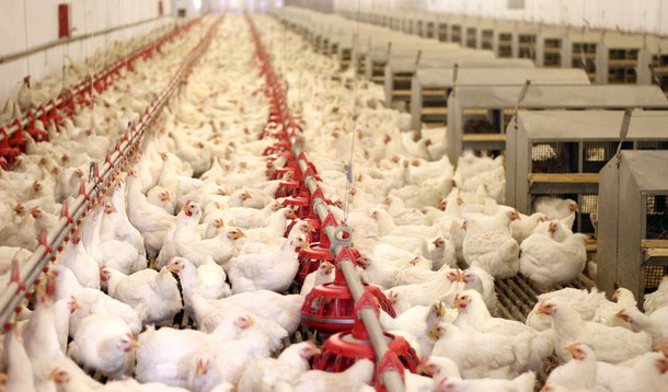 Carne de frango sobe 40% em três meses
