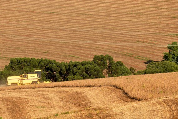 A produção de trigo no Paraná poderá atingir 3,5 milhões de toneladas neste ano, aproximadamente o dobro da colheita anterior, que chegou a 1,8 milhão de toneladas. Foto Chuniti Kawamura/ANPr (arquivo)