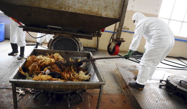 China registra 24 mortes por novo vírus H7N9
