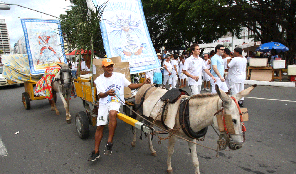  Justiça libera jegues na Lavagem do Bonfim