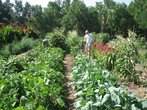 Lavoura de hortaliças cultivadas segundo o método Fukuoka