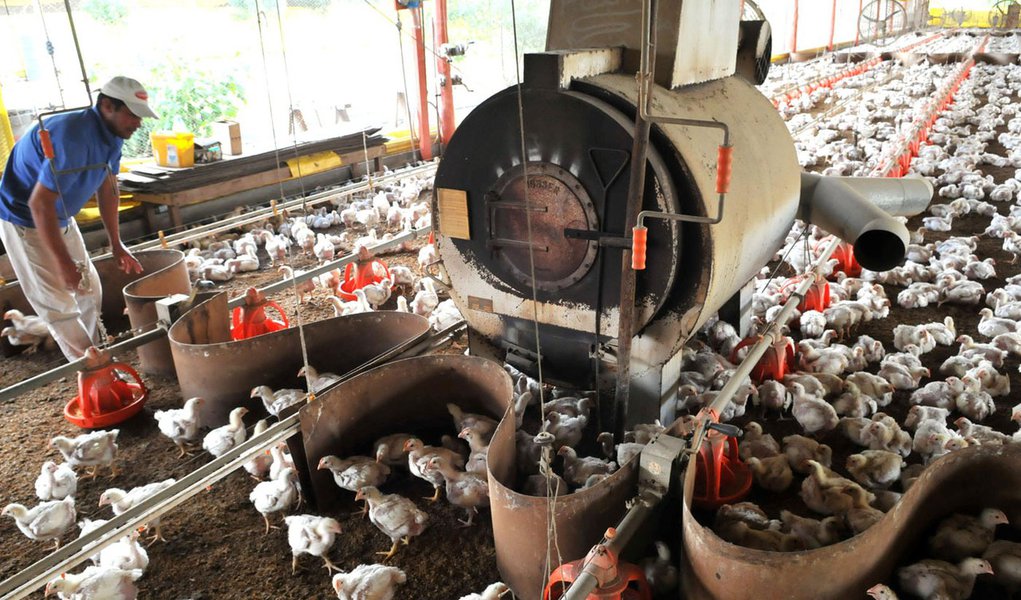 Brasil vence disputa na OMC e deve exportar frango para a Indonésia em 2018