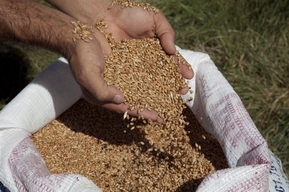 Com melhora do trigo gaúcho, produtores usam terras no inverno