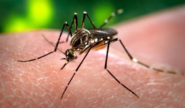 Butantan aguarda autorização para testes em humanos da vacina contra dengue