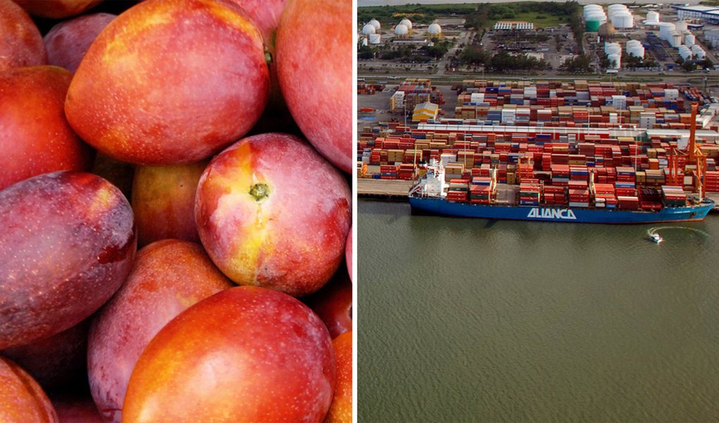 Greve da Anvisa preocupa exportadores de mangas