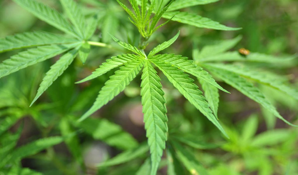 Simpatizantes da legalização da maconha levantam US$ 3 milhões nos EUA