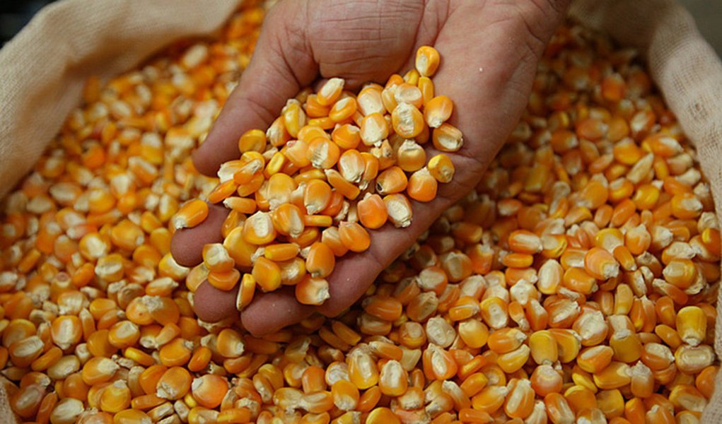 PE recebe mais 4,2 mil t. de milho contra a seca