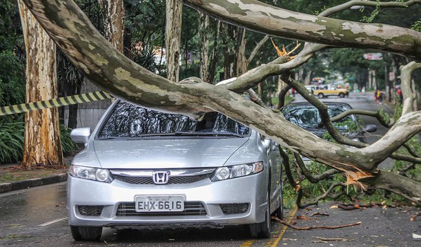 Chuvas derrubam 35 árvores em São Paulo