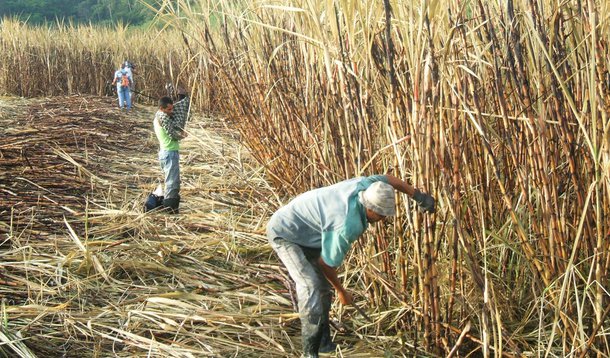 Seca reduz safra e postos de trabalho nos canaviais