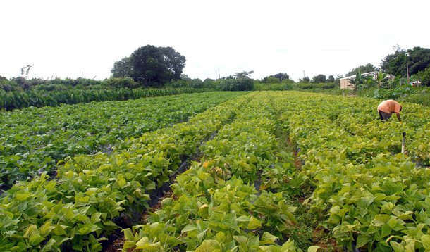 Pernambuco terá US$ 100 milhões para agricultura