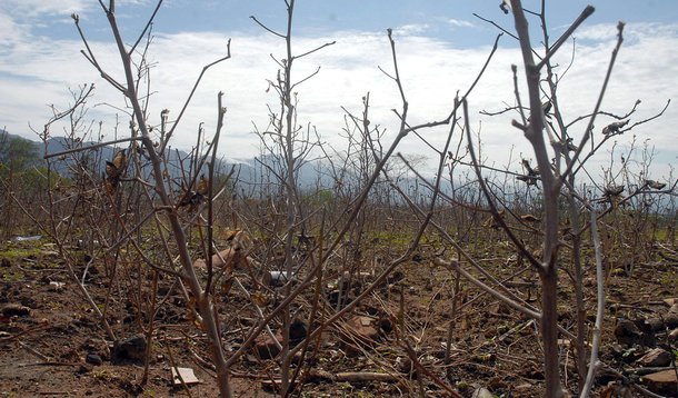 Estado lança programa Caatinga Sustentável