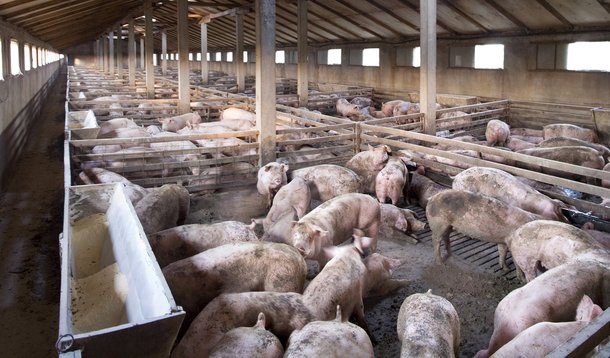 Argentina retoma importações de carne suína brasileira