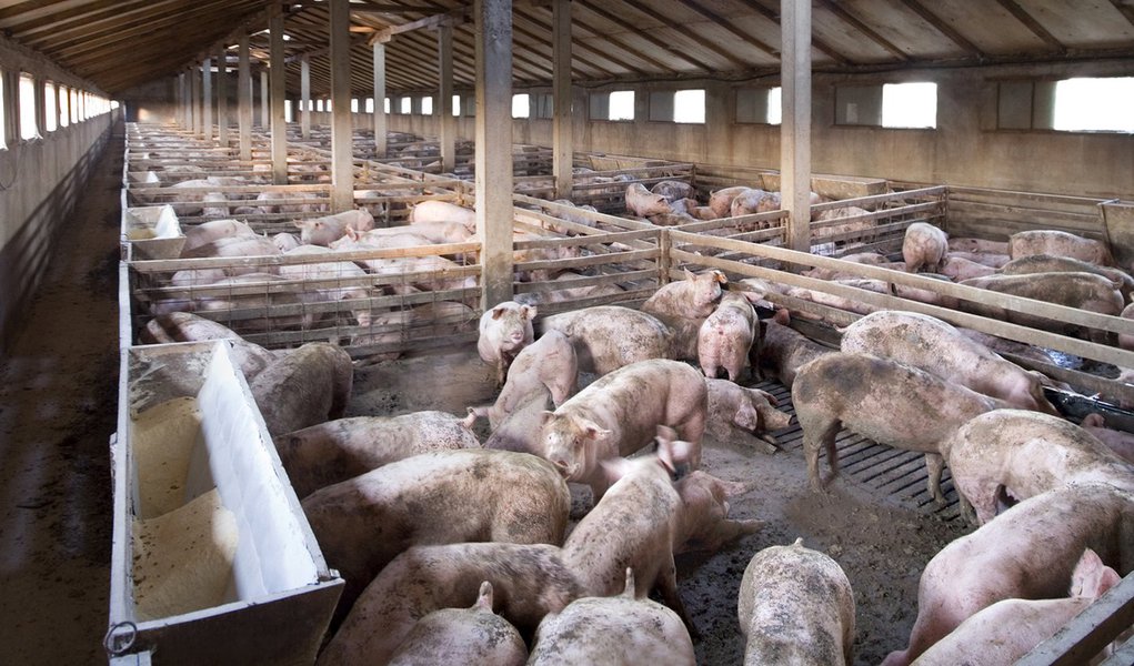 Argentina retoma importações de carne suína brasileira