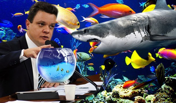 CPI ignora tubarões para pescar só peixes pequenos