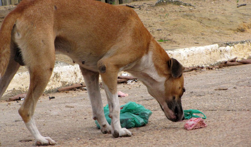 O incrível mistério dos cães mortos em Minas