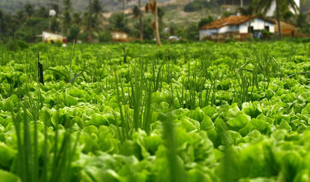 Alimentos puxam inflação para cima