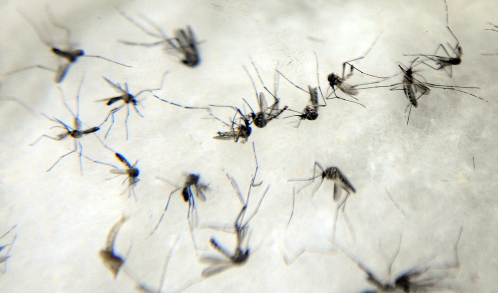 Risco de dengue em Porto Alegre é alto, diz pesquisa
