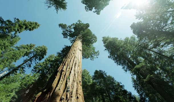 Rainhas da floresta: árvores gigantes podem desaparecer