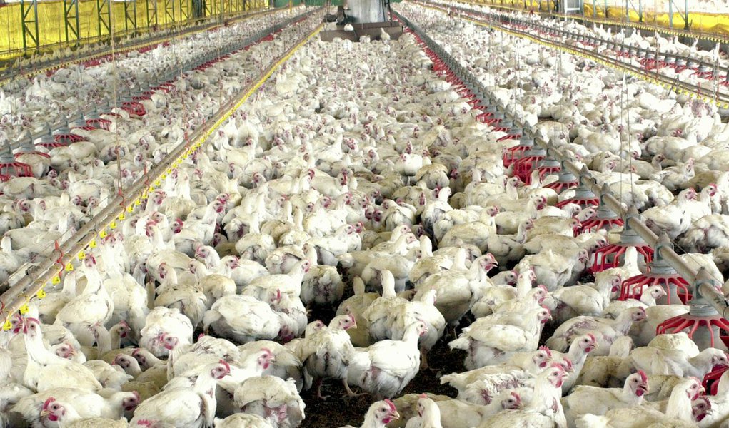Carne Fraca impacta cadeia produtiva do frango