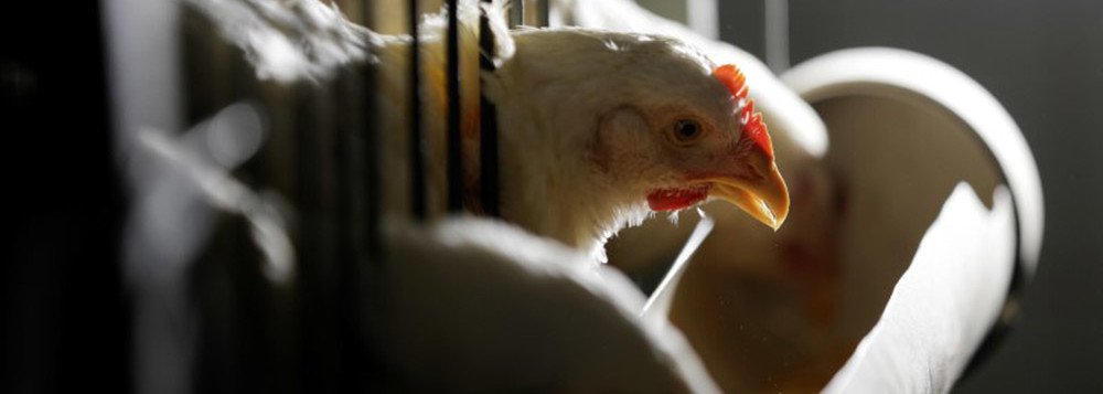 A estimativa é do vice-presidente da Associação Brasileira de Proteína Animal (ABPA), Ricardo Santino, por causa da paralisação dos caminhoneiros; a CNI havia alertado que 100 milhões de aves foram sacrificadas, sem condições de enterrar as carcaças dos animais, e 300 milhões de litros de leite foram jogados fora
