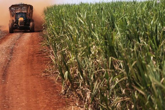 Trator carrega cana de açúcar em plantanção em Ribeirão Preto, São Paulo, Brasil 15/09/2016 REUTERS/Nacho Doce
