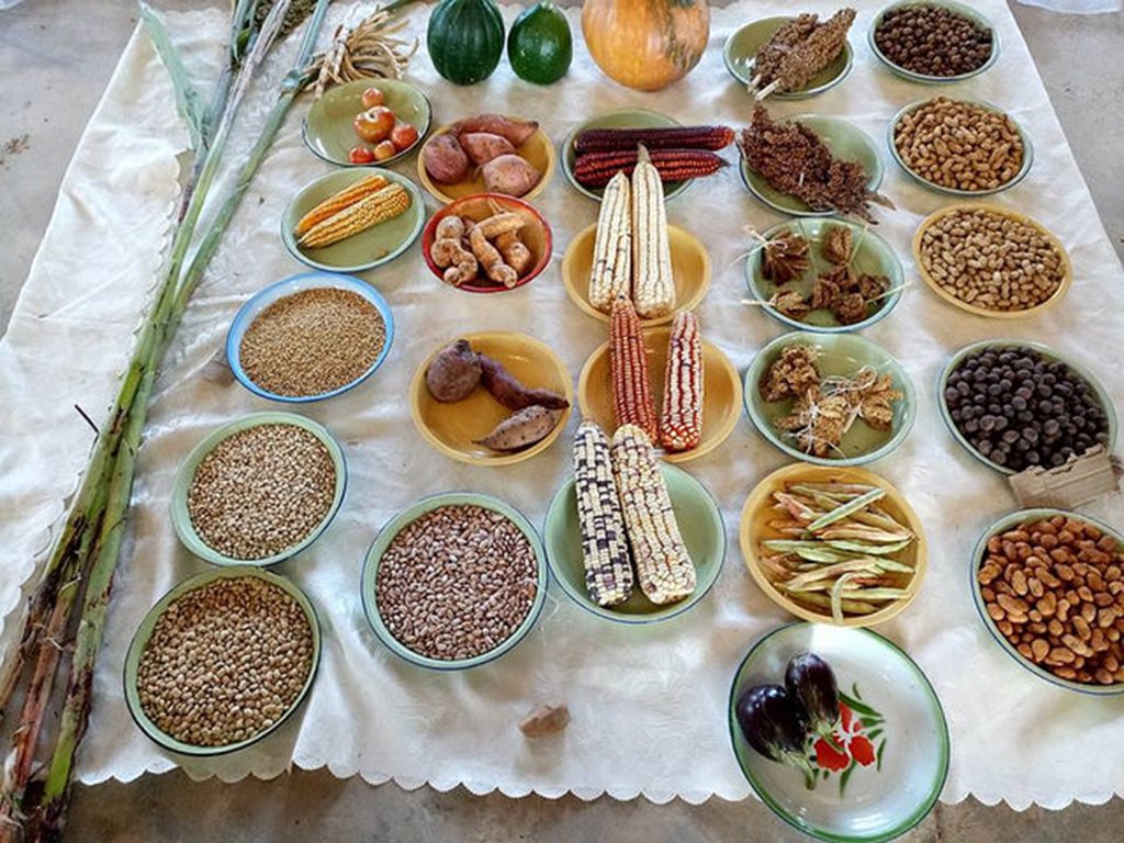O Parlamento Europeu aprovou um pacote de medidas relativo ao comércio de alimentos agroecológicos na região; entre estas propostas está a autorização para que os agricultores possam comercializar sementes orgânicas e agroecológicas diretamente