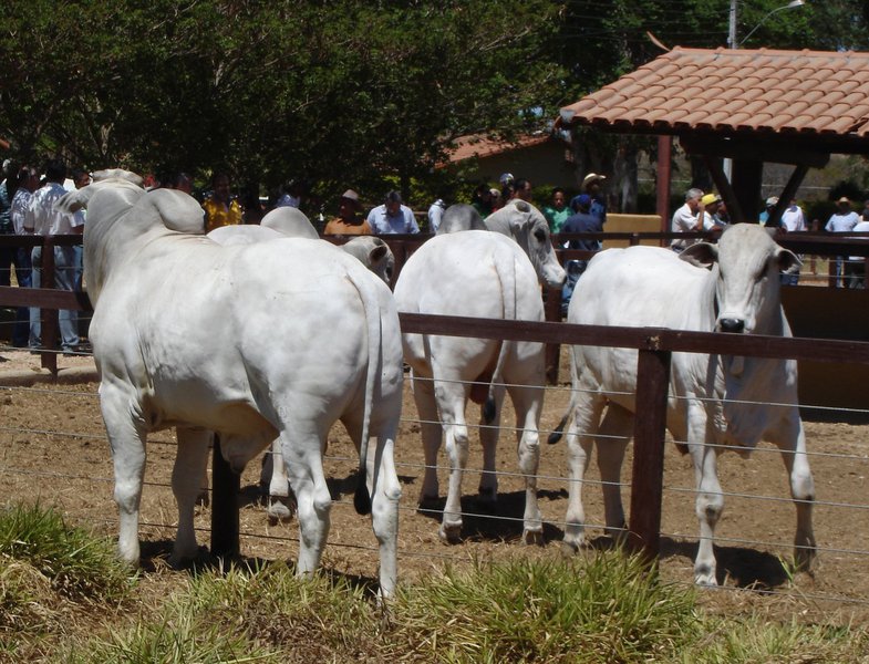 A Associação Brasileira das Indústrias da Alimentação (ABIA) informou que o setor de laticínios, por exemplo, deixou de coletar 51 milhões de litros de leite por dia nas fazendas, e o produto vem sendo descartado; o setor estima um impacto de R$ 180 milhões por dia no segmento; a associação também projeta uma perda acumulada de R$ 1 bilhão na área de proteína animal