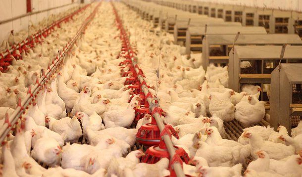 Pernambuco, maior produtor de aves de corte e de ovos do Nordeste, perdeu, em apenas uma semana de paralisação dos caminhoneiros, cerca de 25% da produção mensal de frangos abatidos e cerca de 70 milhões de ovos; na região do Vale do São Francisco, maior produtor nacional de mangas e de uvas de mesa, a perda da produção pode chegar a 80% caso a greve persista ao longo da semana