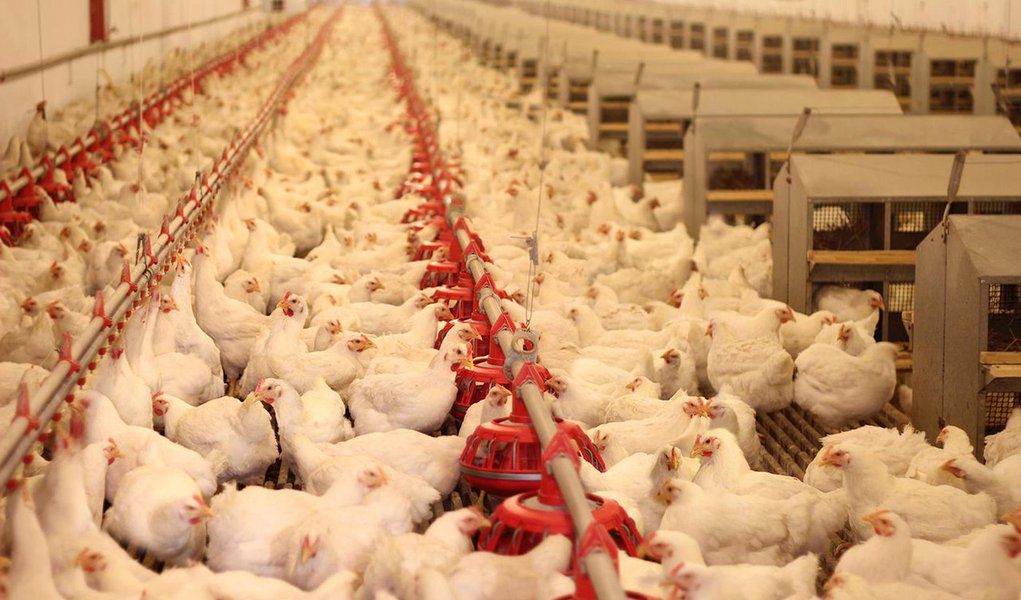 Pernambuco, maior produtor de aves de corte e de ovos do Nordeste, perdeu, em apenas uma semana de paralisação dos caminhoneiros, cerca de 25% da produção mensal de frangos abatidos e cerca de 70 milhões de ovos; na região do Vale do São Francisco, maior produtor nacional de mangas e de uvas de mesa, a perda da produção pode chegar a 80% caso a greve persista ao longo da semana
